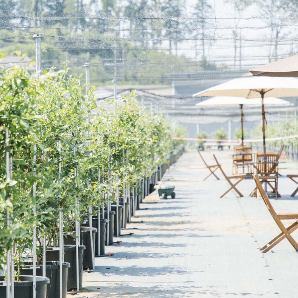 ブルーベリー狩りエリア